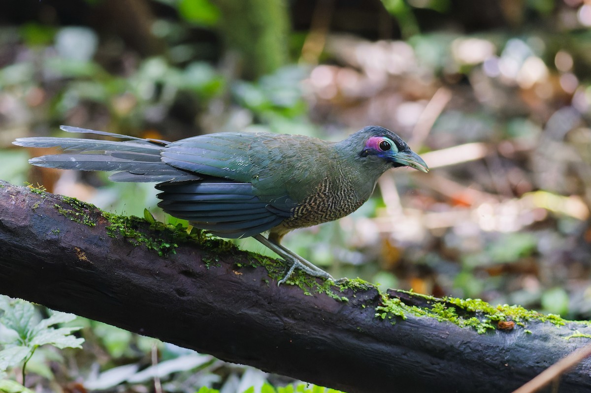 Sumatran Ground-Cuckoo - ML639905354