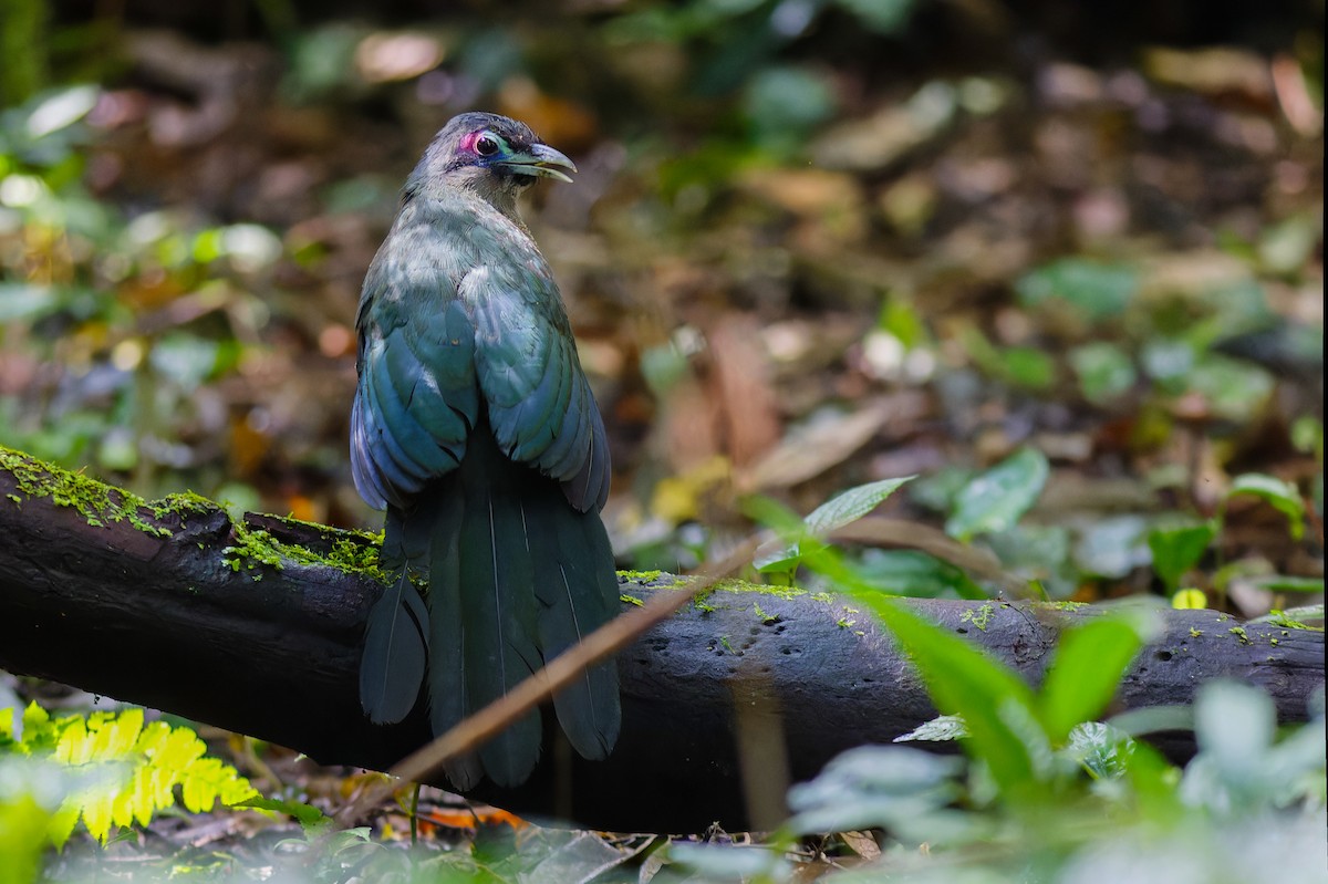 Sumatran Ground-Cuckoo - ML639905355