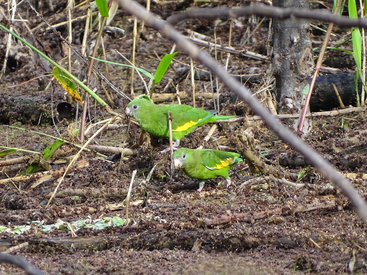 White-winged Parakeet - ML639905358