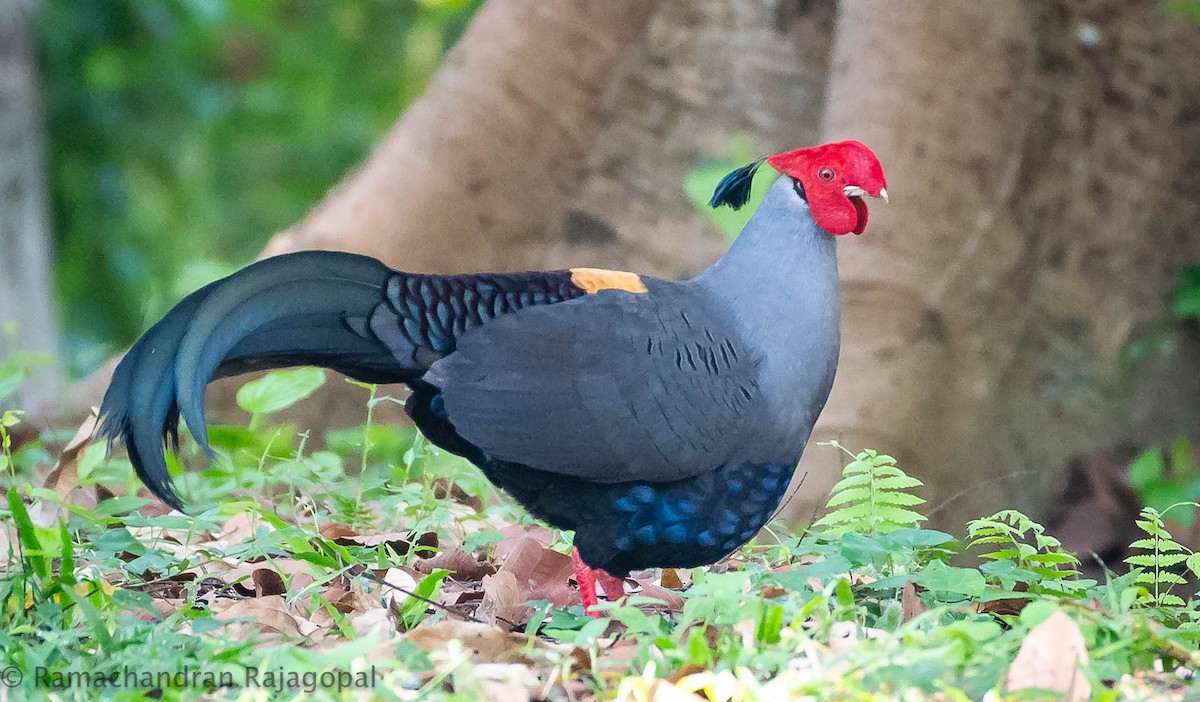 Siamese Fireback - ML639905383
