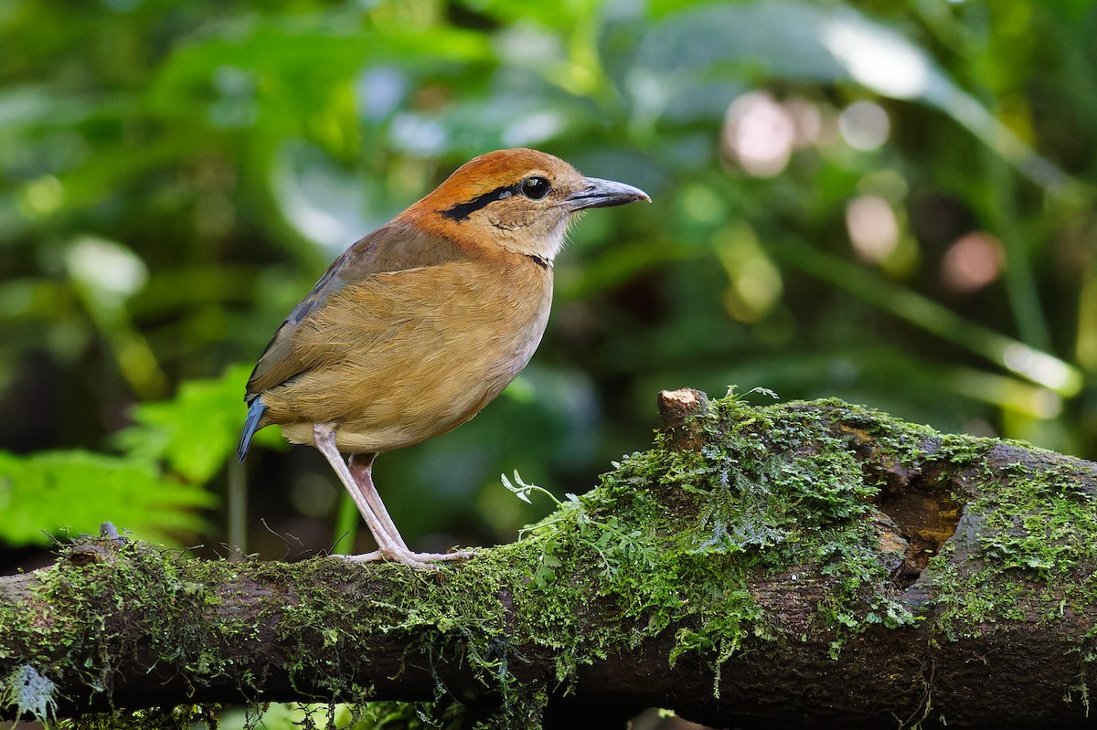 Schneider's Pitta - ML639905409