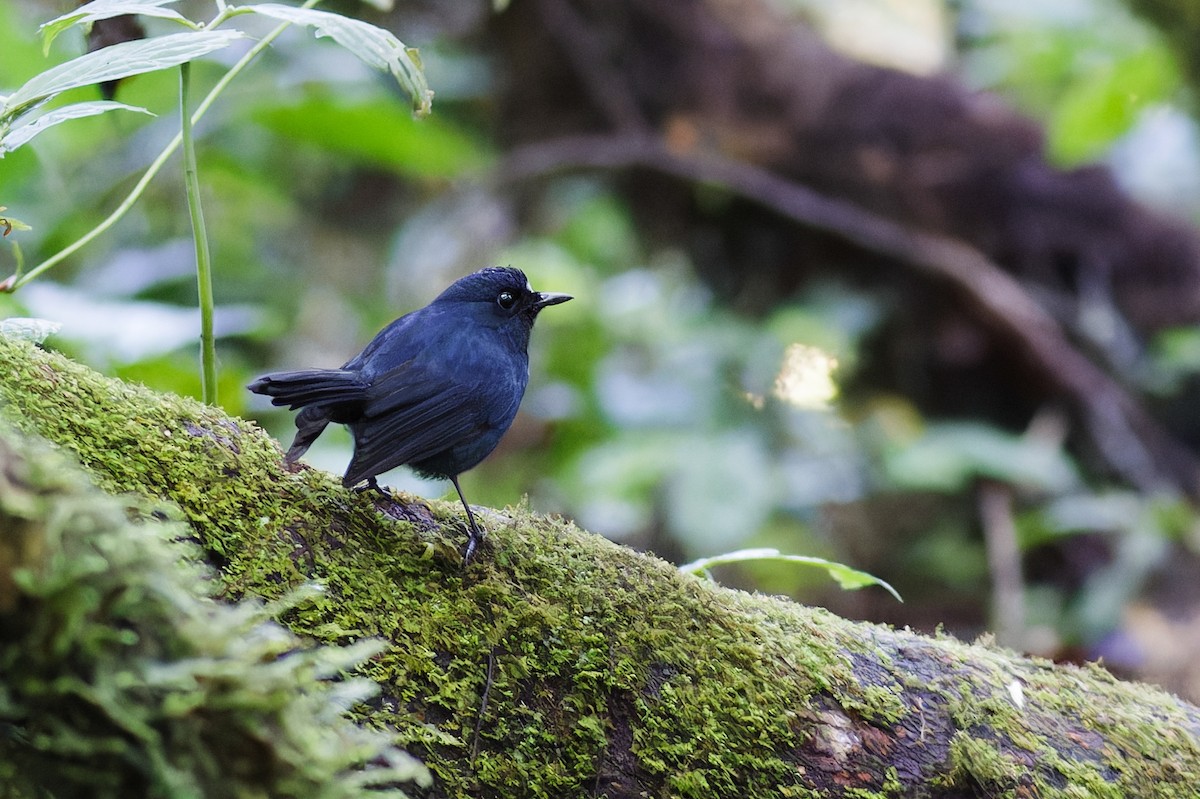 Sumatran Robin - ML639905434