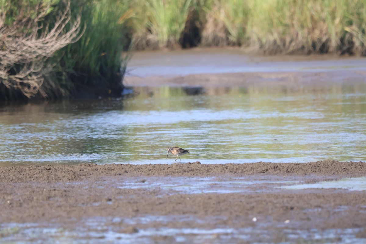 アメリカオオハシシギ - ML639905463