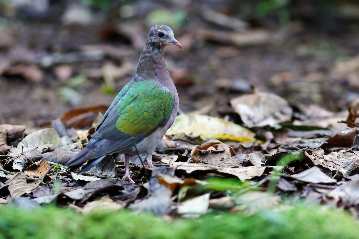 Asian Emerald Dove - ML639905474