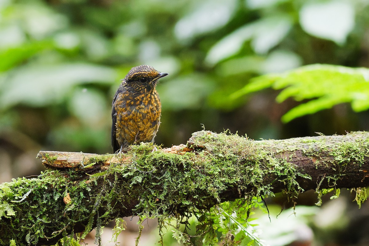 Large Niltava - ML639905480