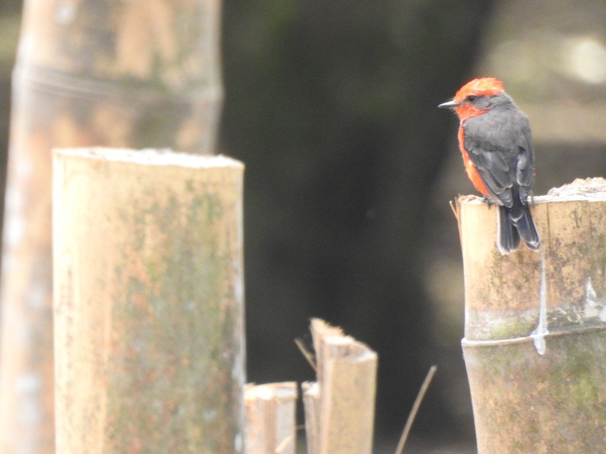 Vermilion Flycatcher - ML639905489