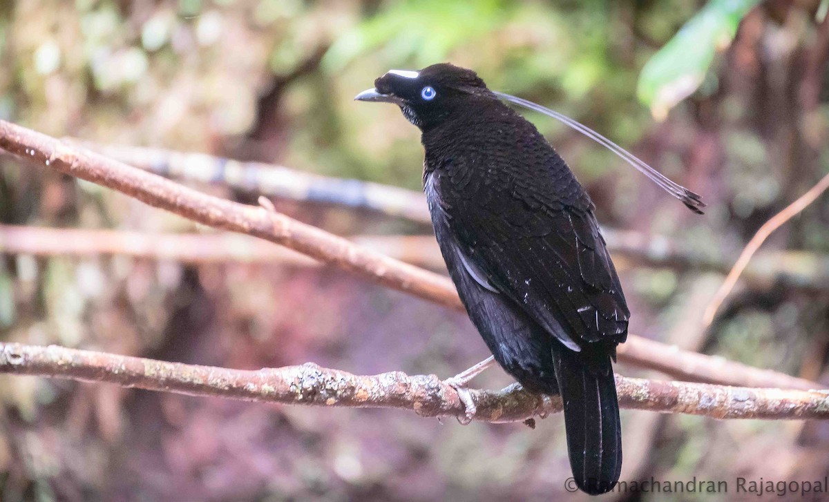 Western Parotia - ML639905494