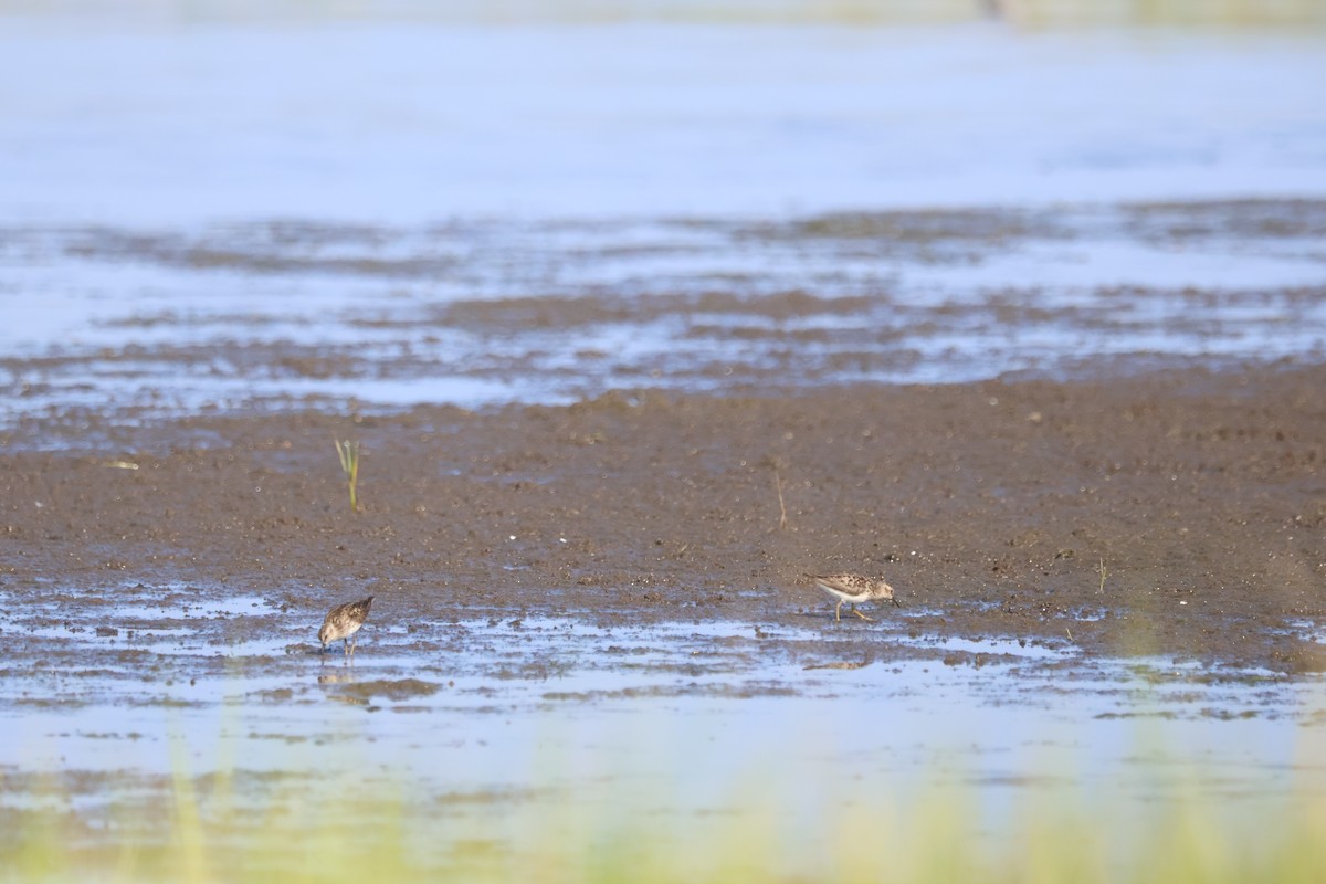 アメリカヒバリシギ - ML639905506