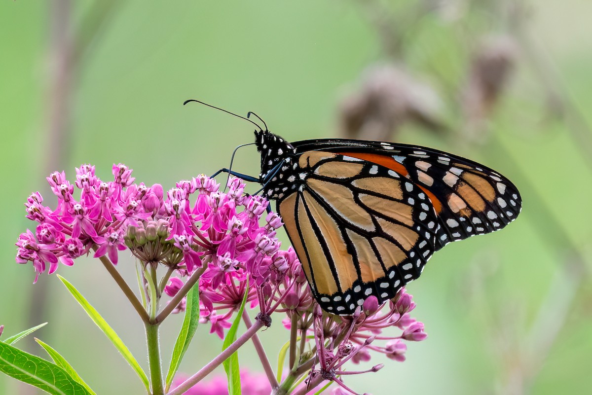 Monarch - ML639905507