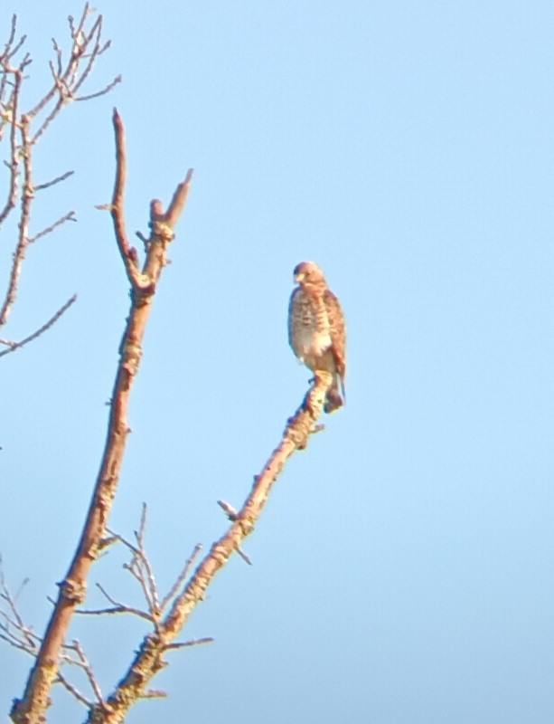 Broad-winged Hawk - ML639905511