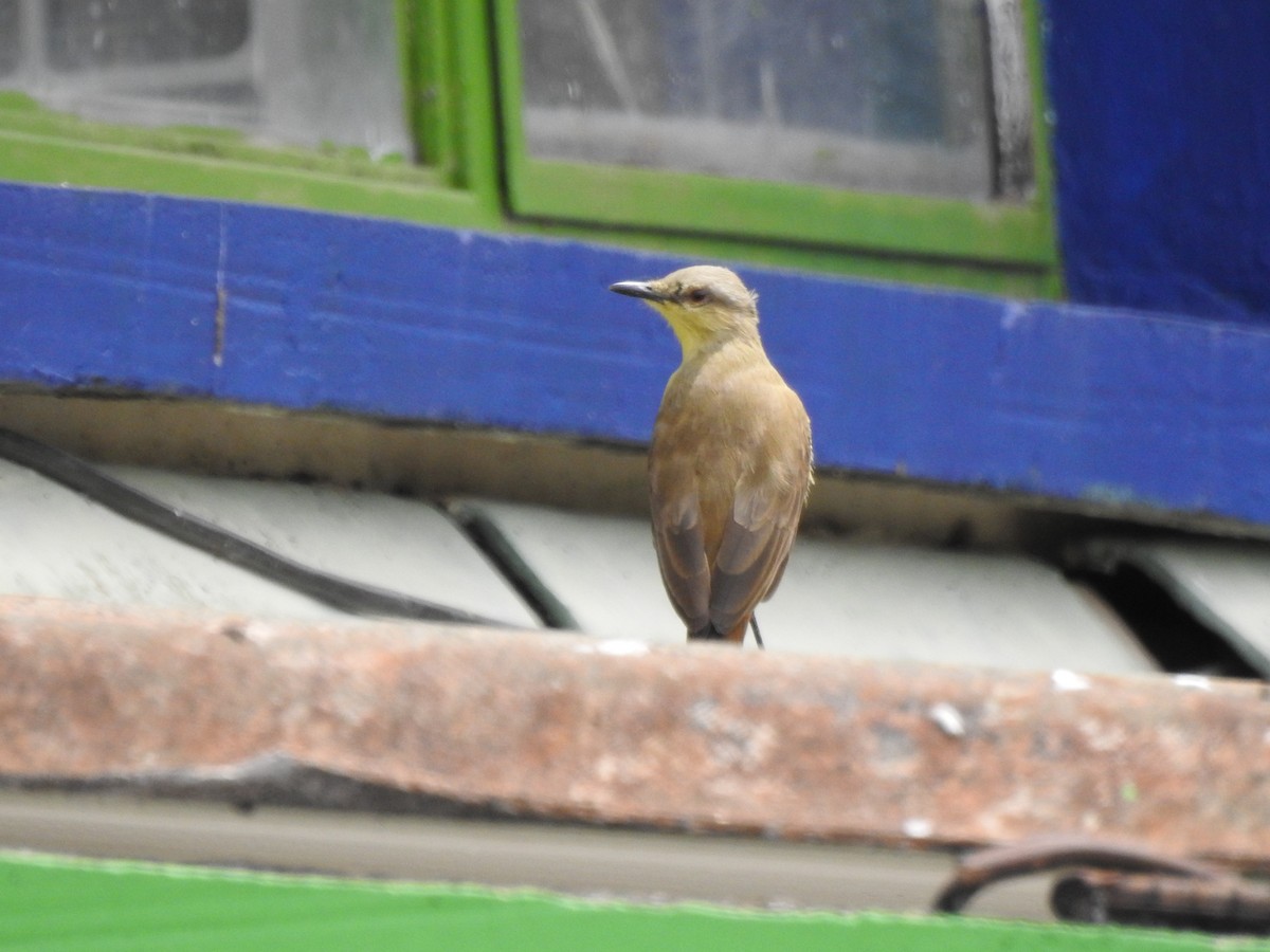 Cattle Tyrant - ML639905514