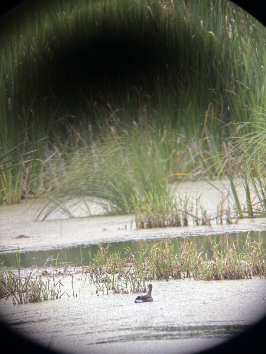 Common Gallinule - ML639905516