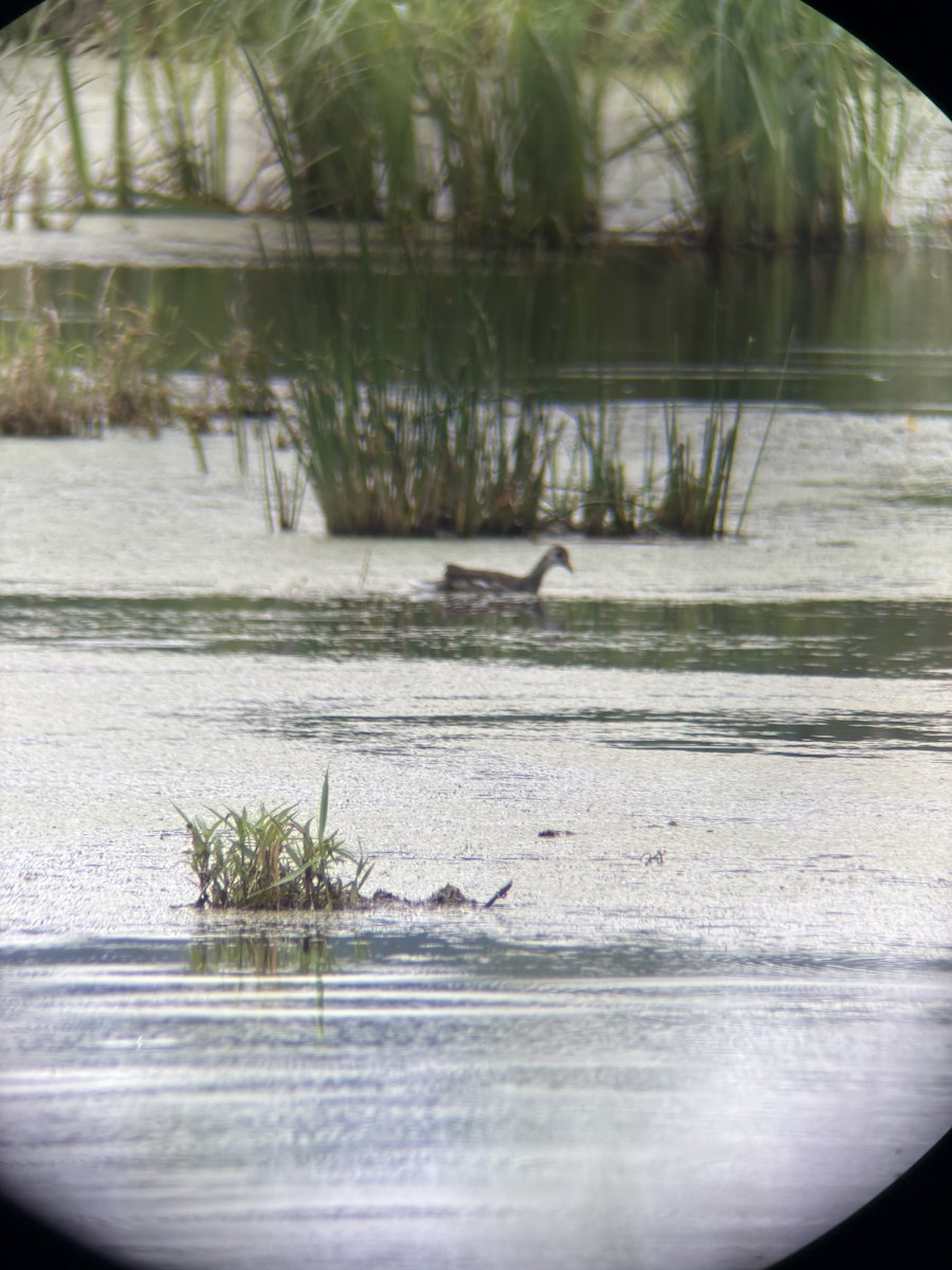 Common Gallinule - ML639905517