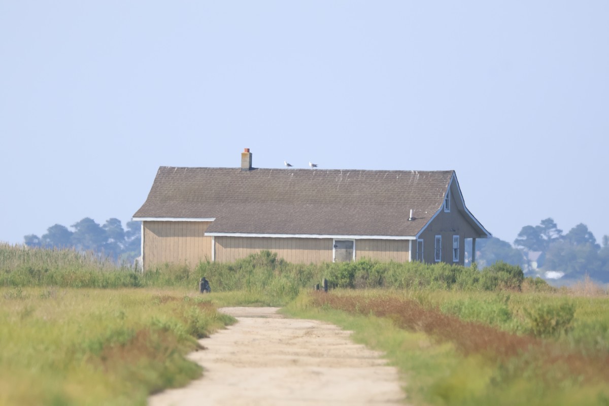 アメリカセグロカモメ - ML639905525