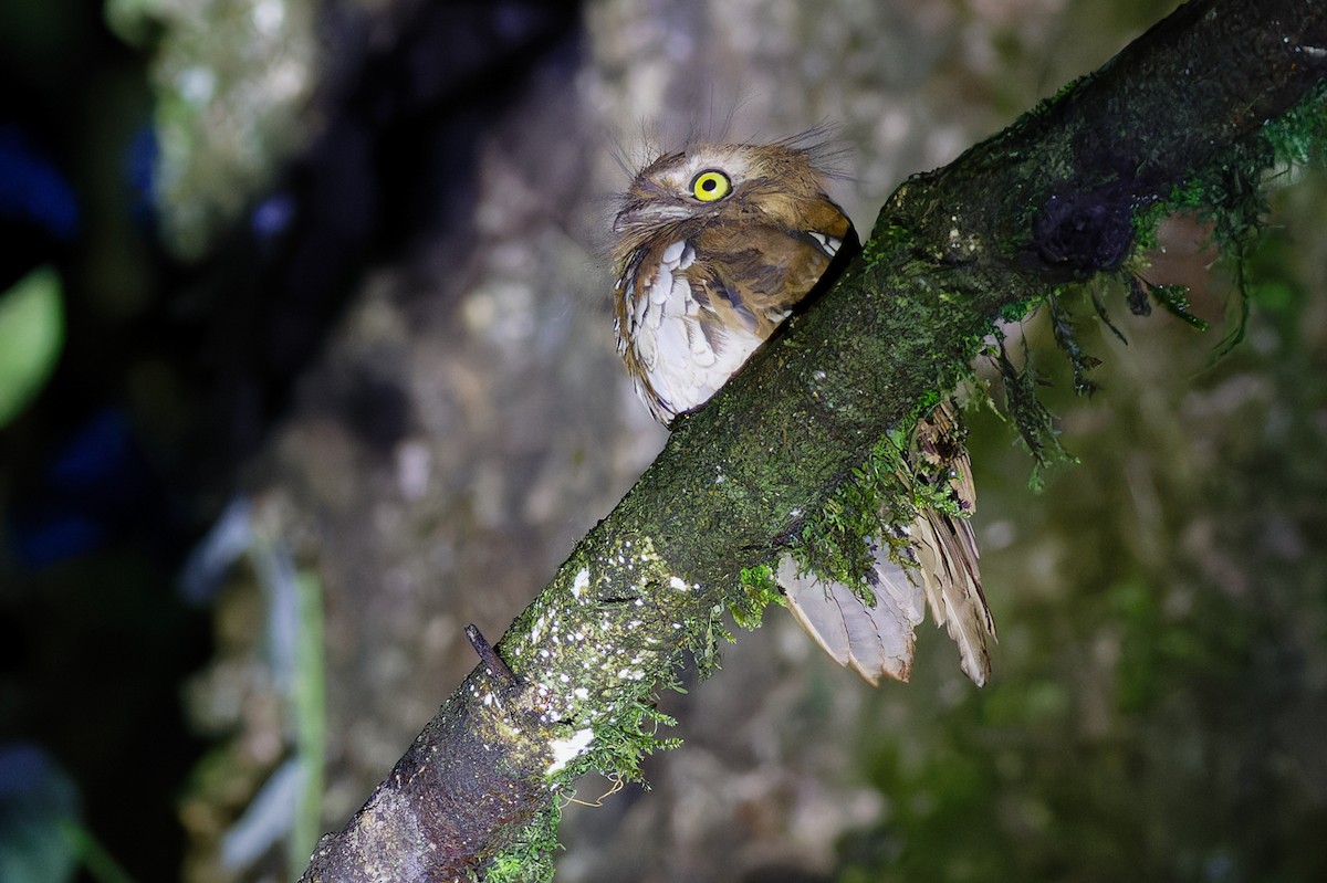 Sumatran Frogmouth - ML639905528