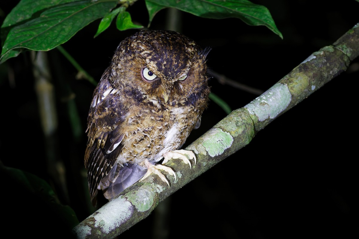 Mountain Scops-Owl - ML639905533