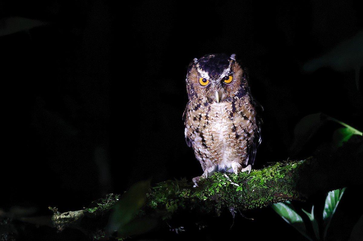 Rajah Scops-Owl (Sumatran) - ML639905536