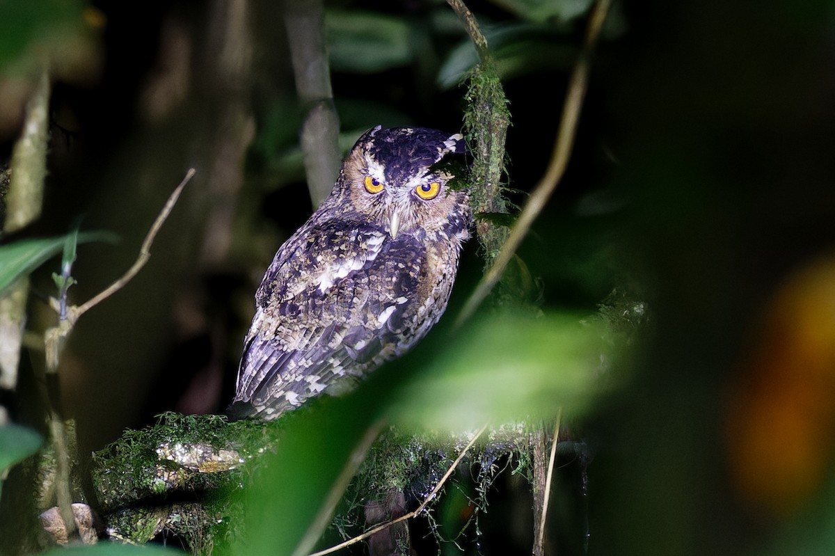 Rajah Scops-Owl (Sumatran) - ML639905537