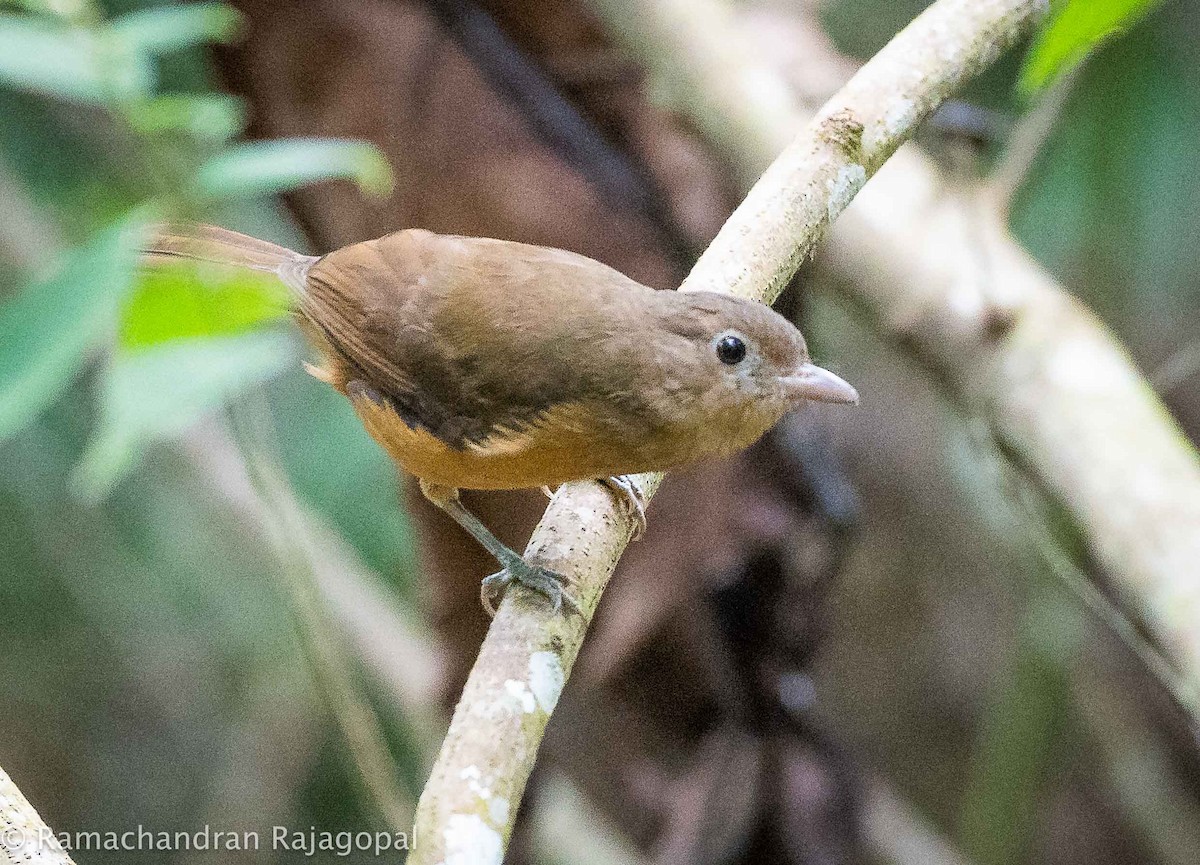 Arafura Shrikethrush - ML639905545