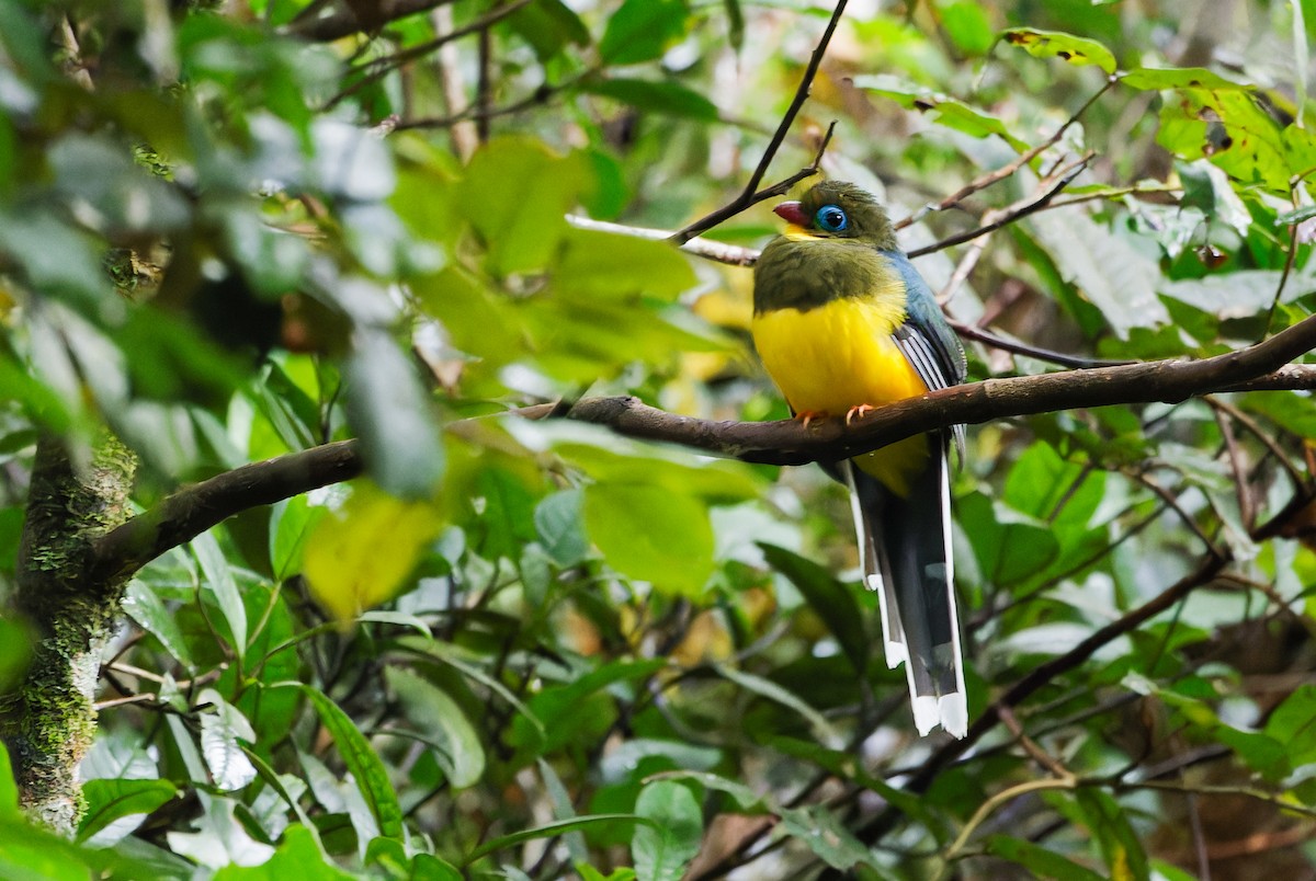 Sumatran Trogon - ML639905546