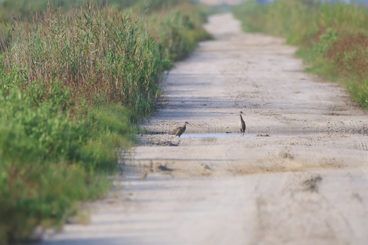Clapper Rail - ML639905549
