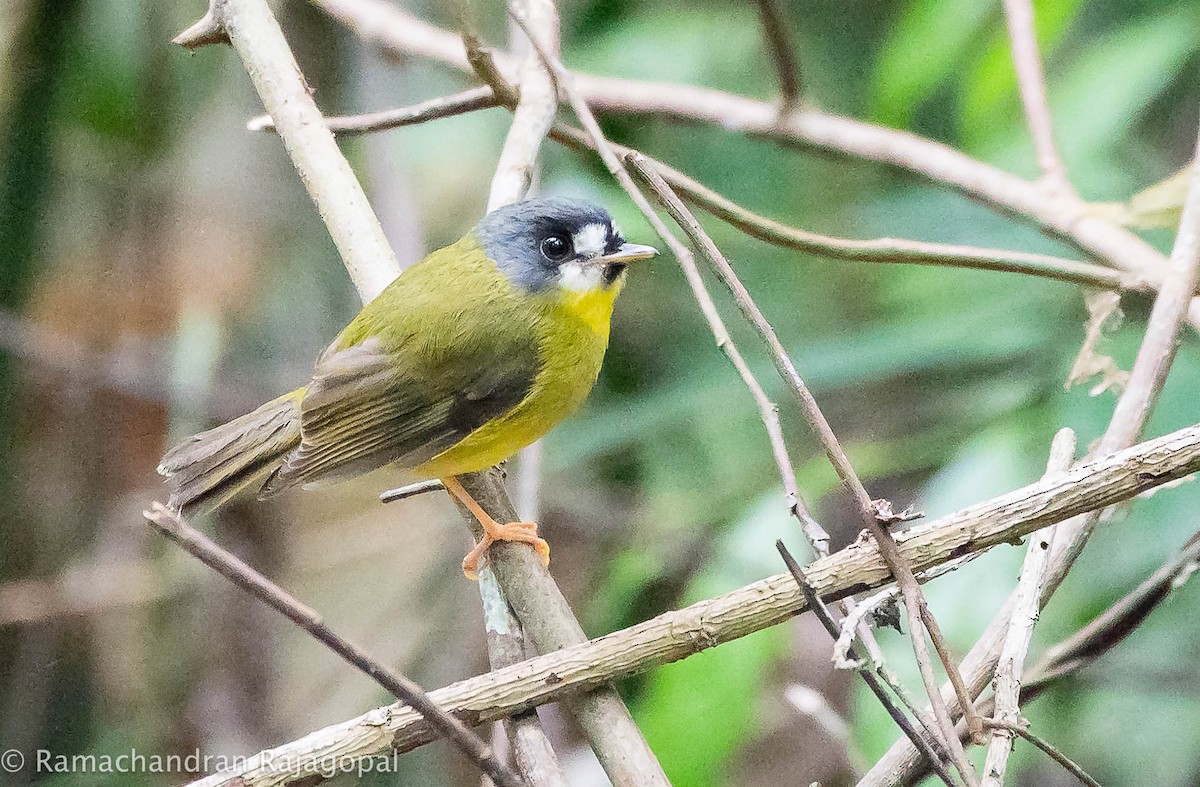 White-faced Robin - ML639905557