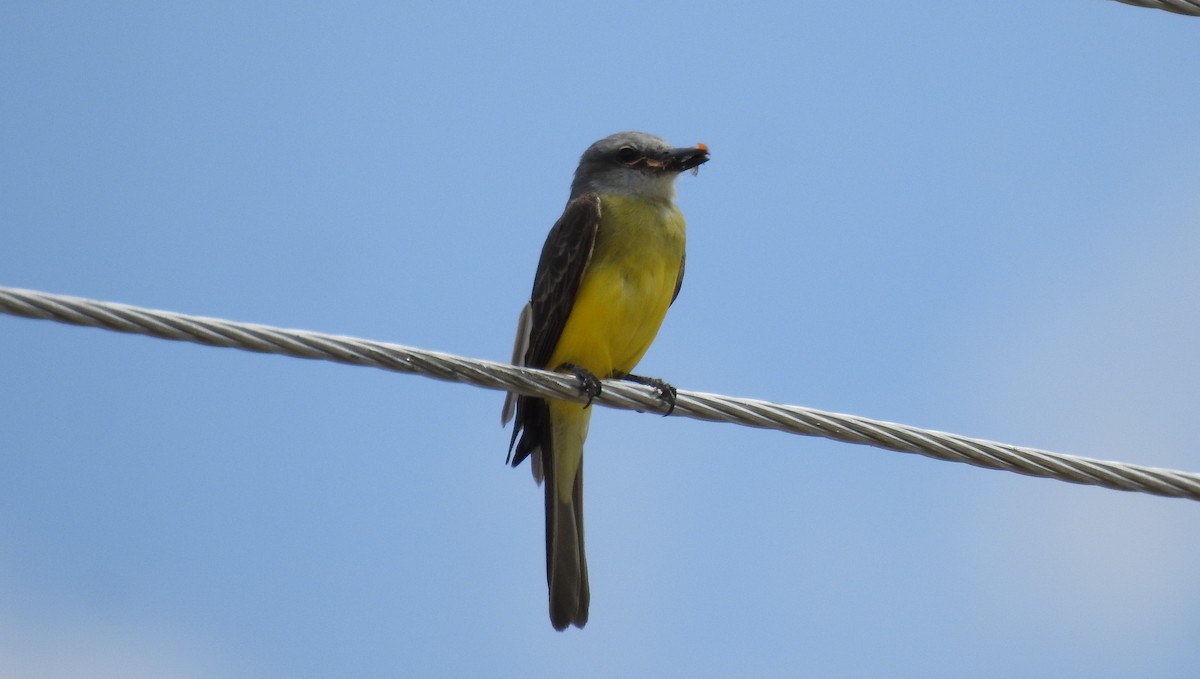 Tropical Kingbird - ML639905558