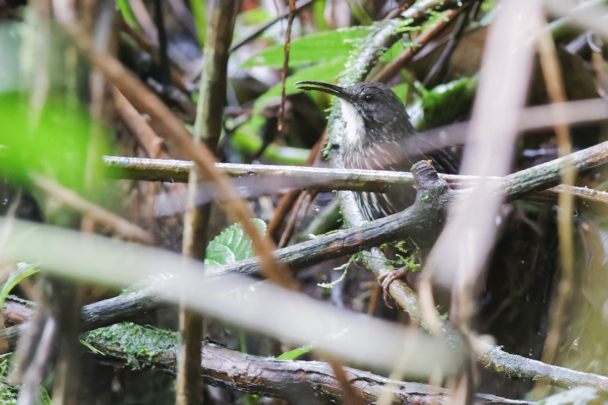 Sumatran Wren-Babbler - ML639905559
