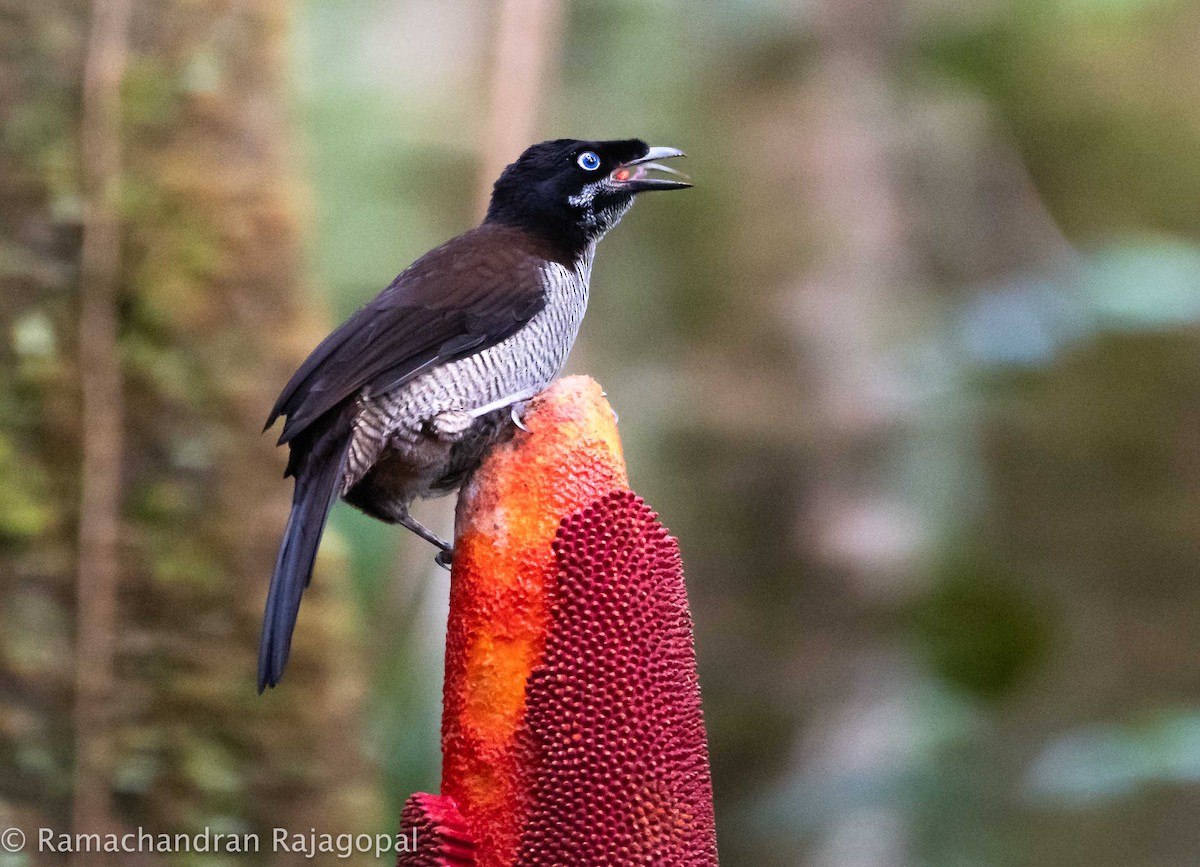 Western Parotia - ML639905569