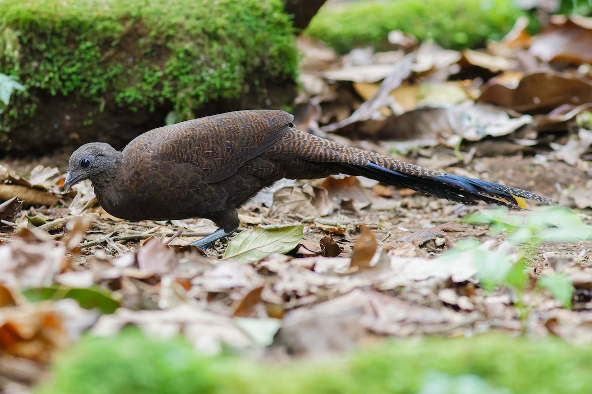 Bronze-tailed Peacock-Pheasant - ML639905582