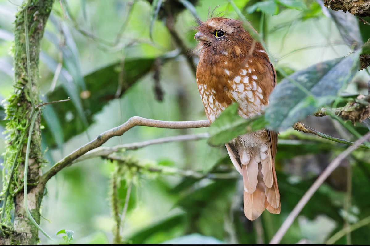 Sumatran Frogmouth - ML639905589