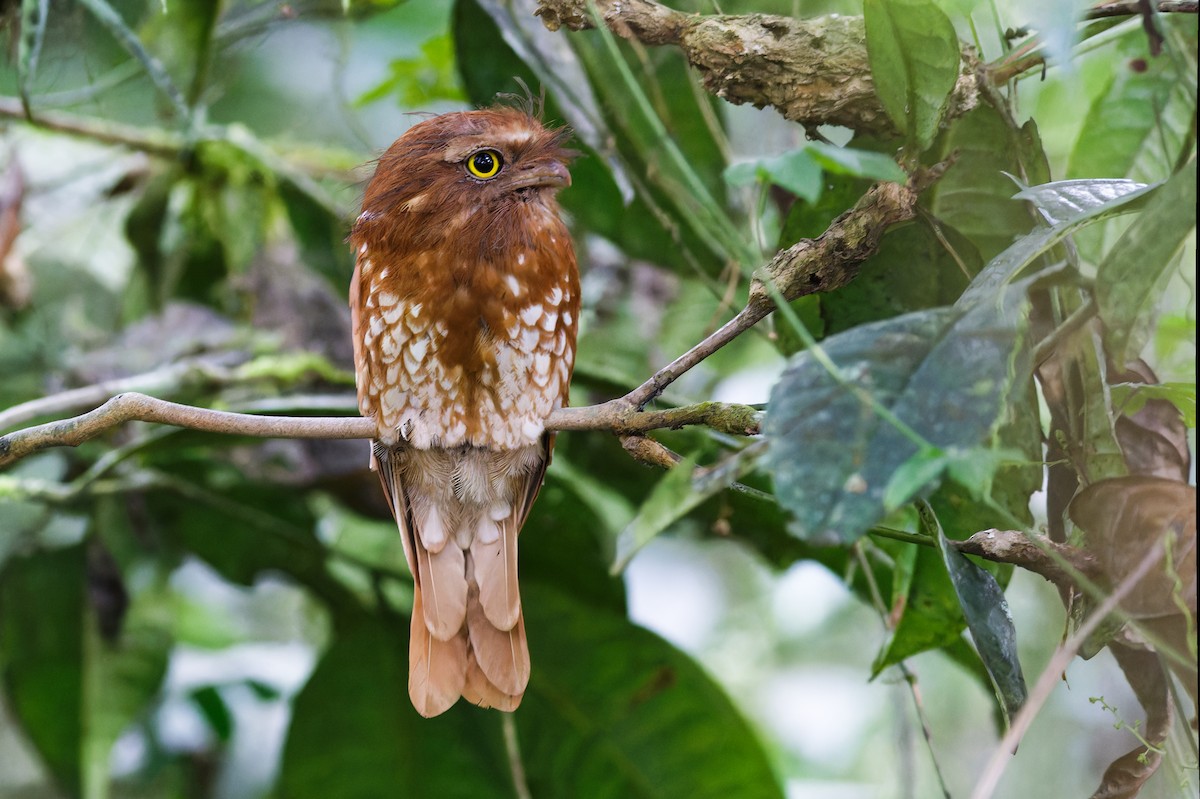 Sumatran Frogmouth - ML639905590
