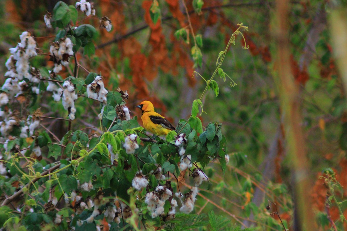 Orange Oriole - ML639905597