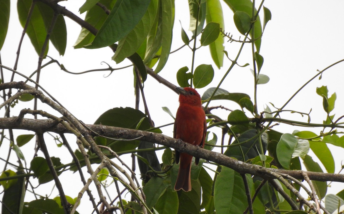 Hepatic Tanager - ML639905598