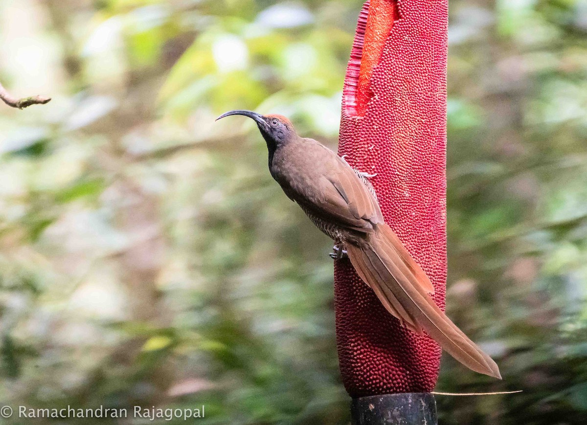 Black Sicklebill - ML639905600