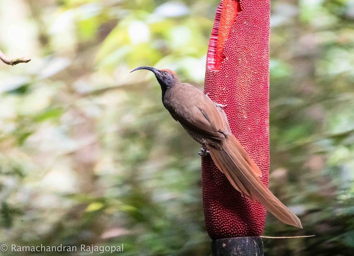 Black Sicklebill - ML639905601