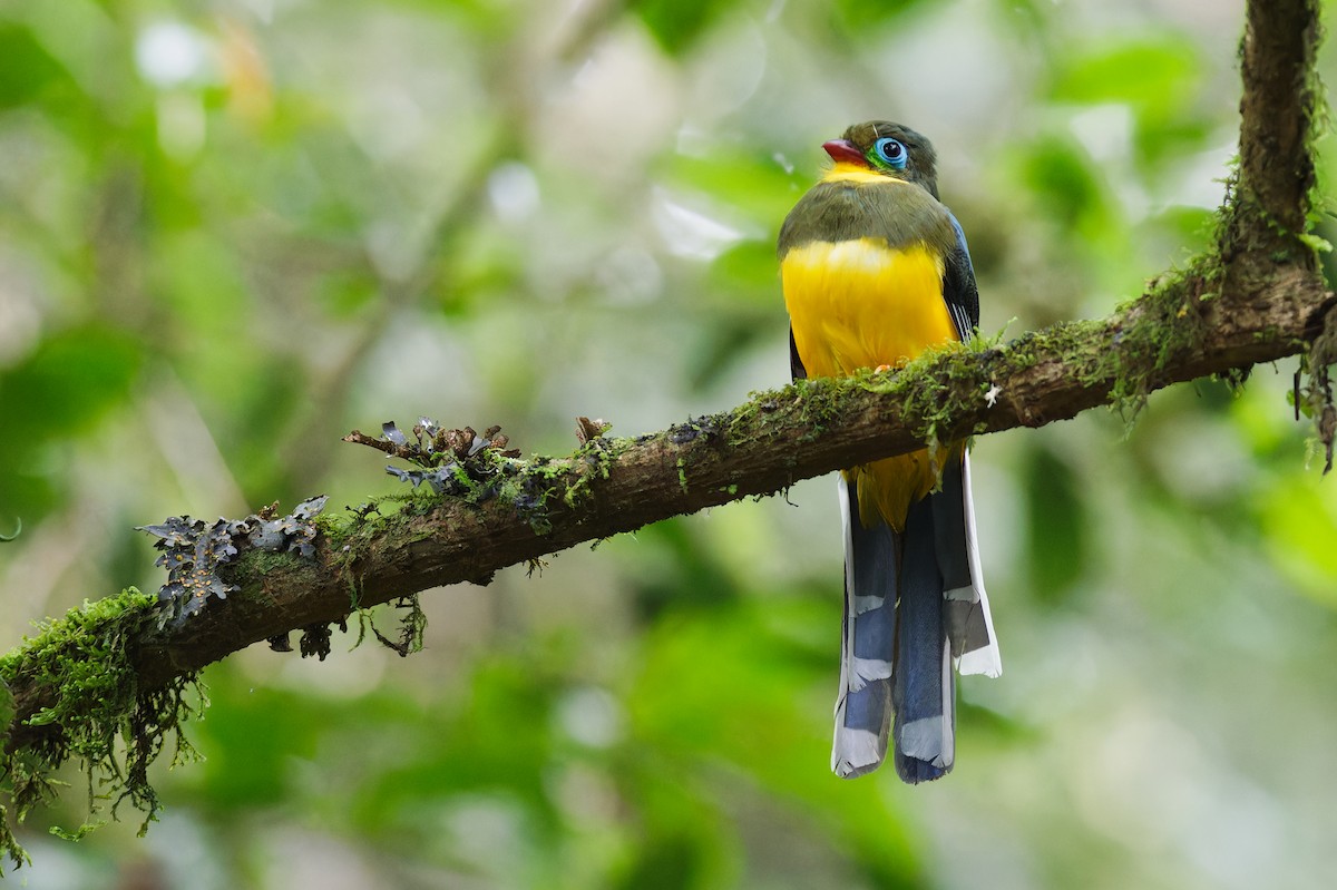 Sumatran Trogon - ML639905603