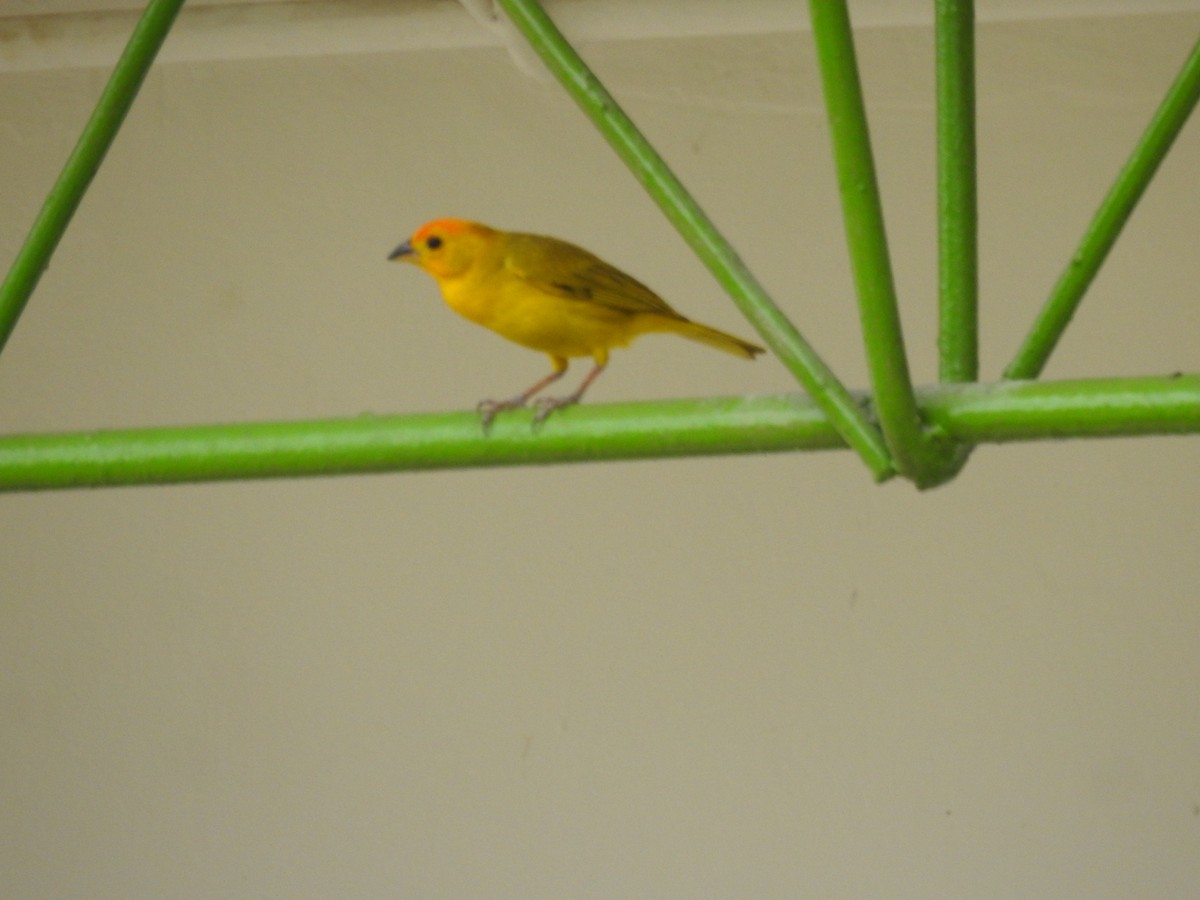 Saffron Finch - ML639905612
