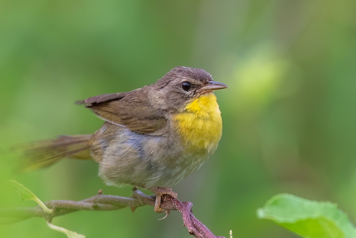 Common Yellowthroat - ML639905615