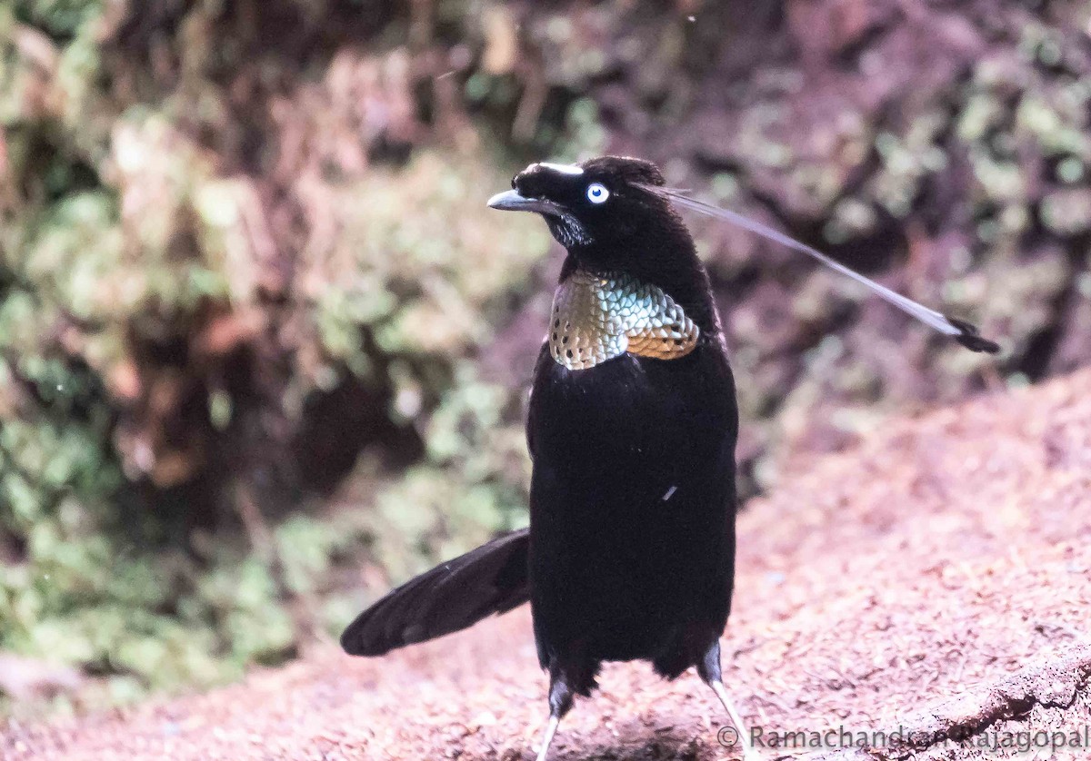 Western Parotia - ML639905628