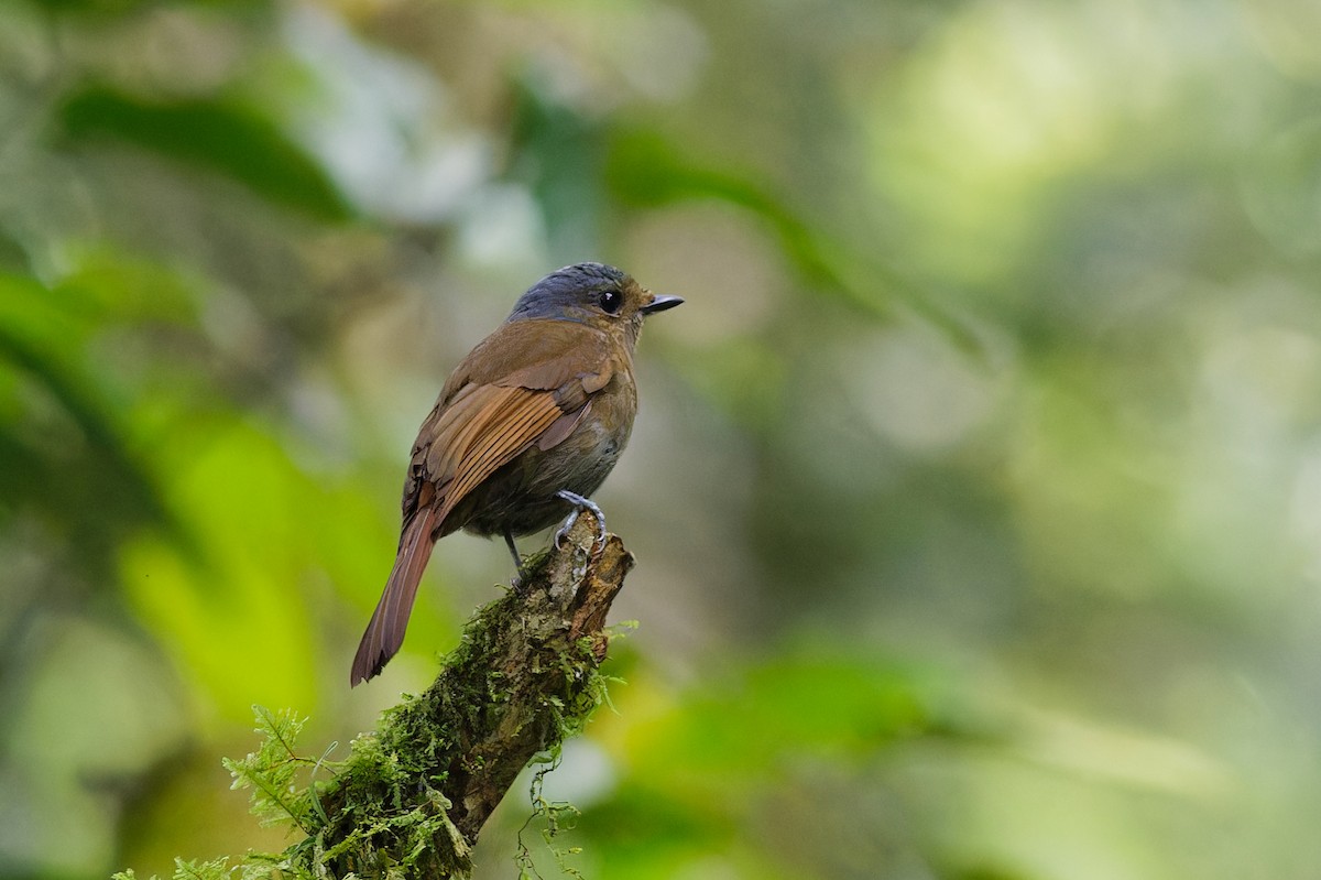 Large Niltava (Large) - ML639905633