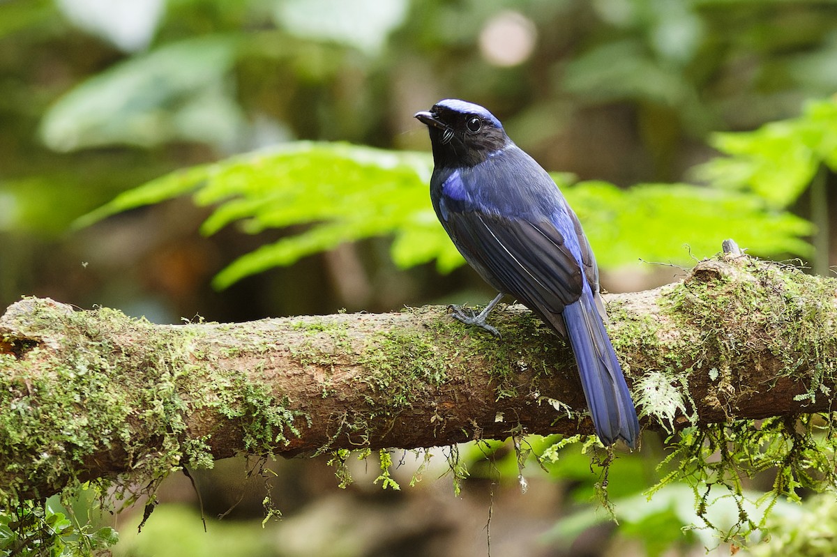 Large Niltava (Large) - ML639905634