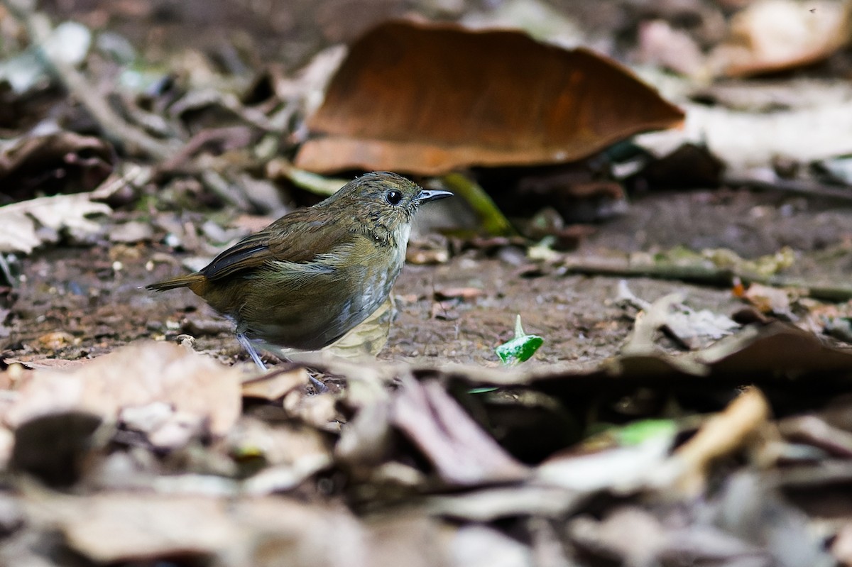 Lesser Shortwing - ML639905645