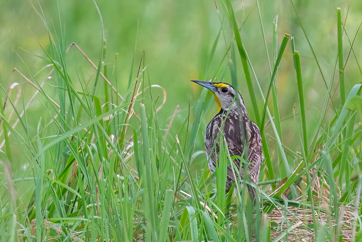 Eastern Meadowlark - ML639905648