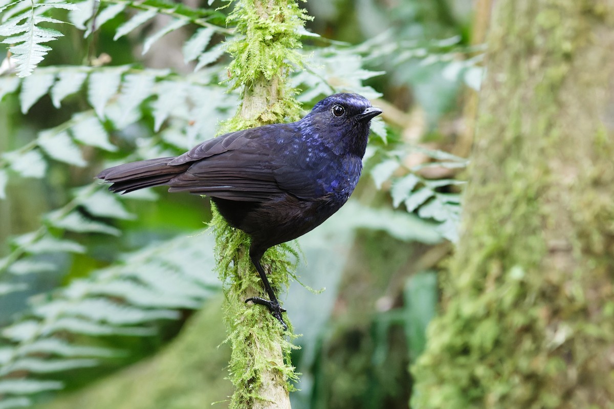 Shiny Whistling-Thrush - ML639905657