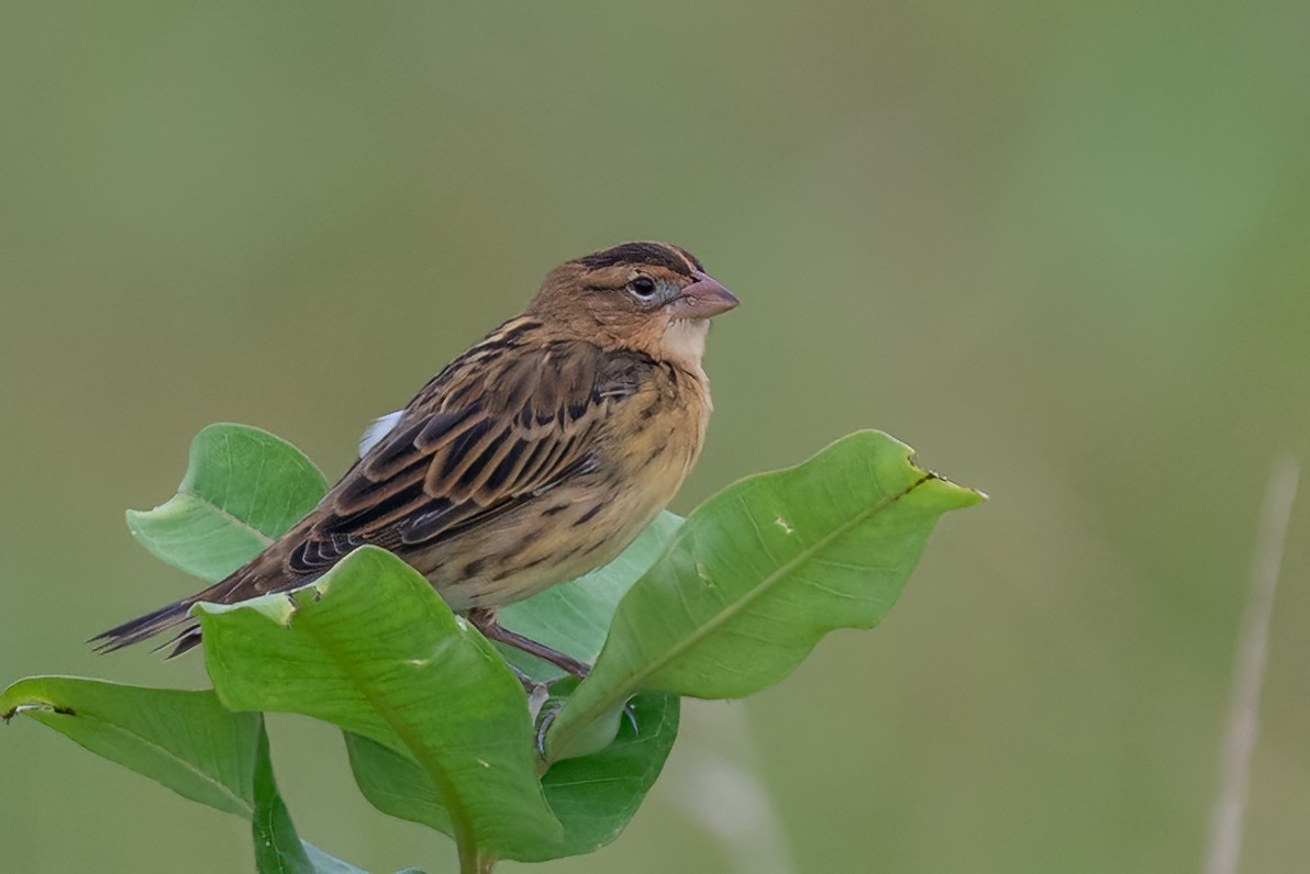 Bobolink - ML639905666