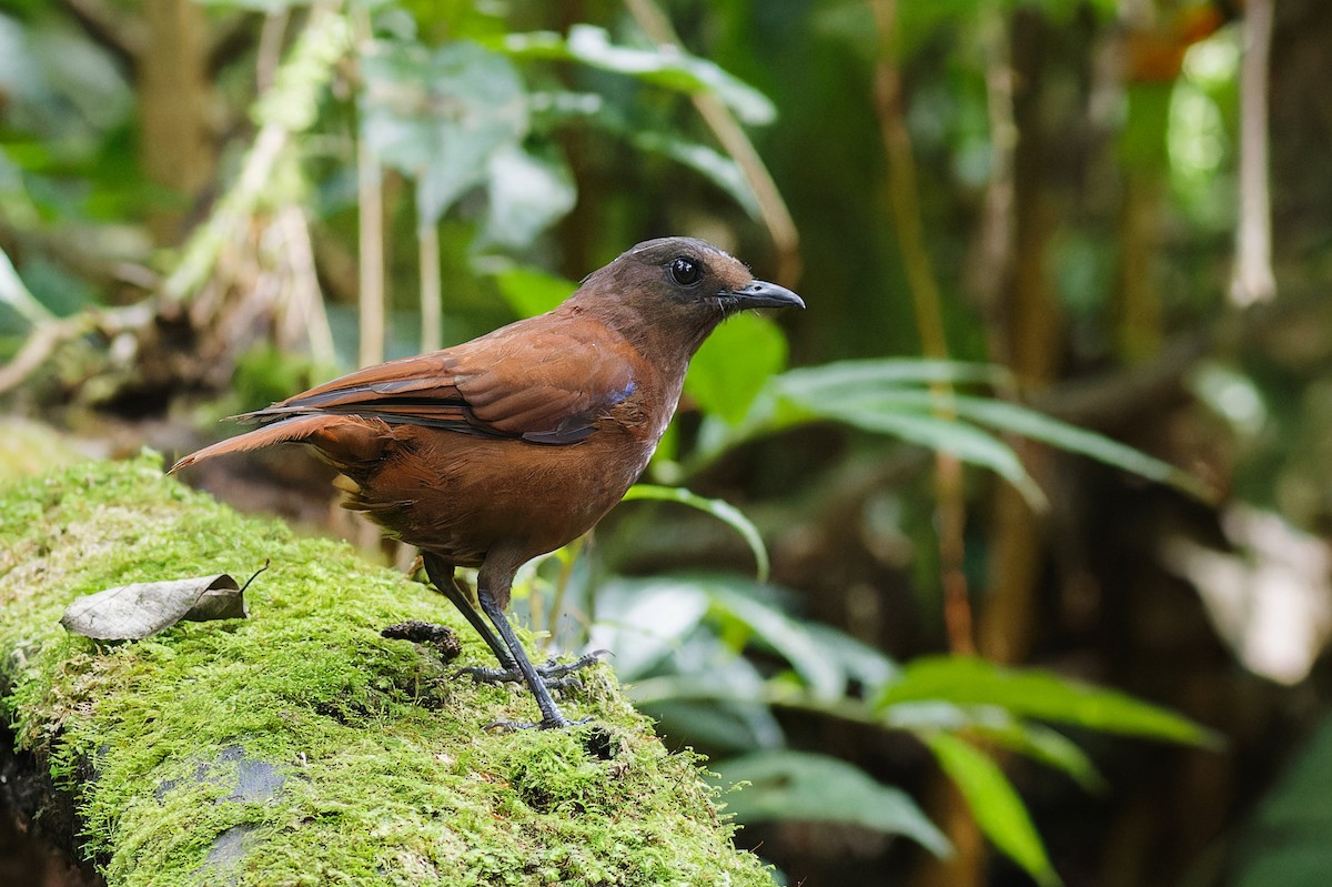 Sumatran Whistling-Thrush - ML639905671