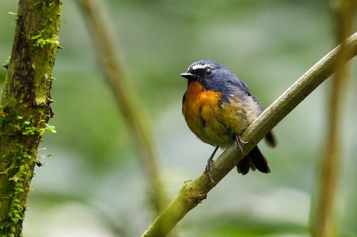 Snowy-browed Flycatcher - ML639905677