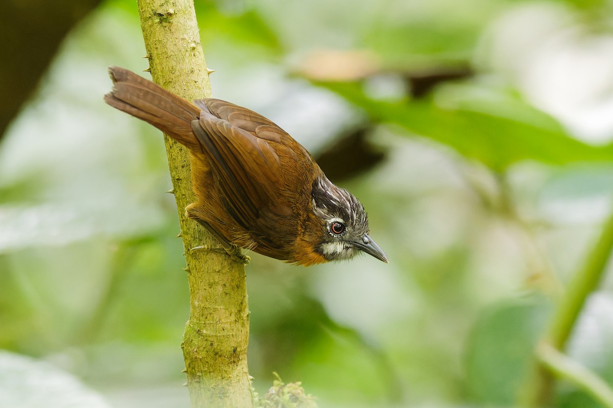 Gray-throated Babbler - ML639905689