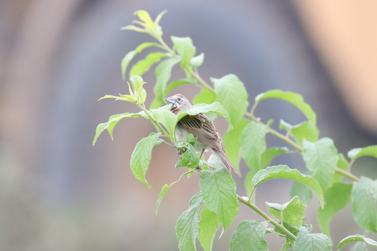 Dickcissel - ML639905721